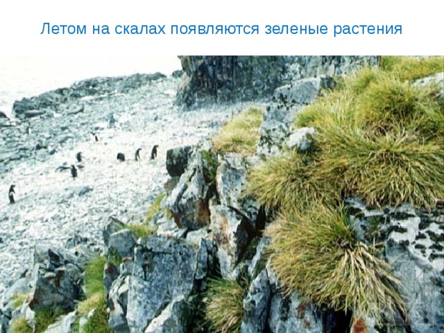 Летом на скалах появляются зеленые растения 