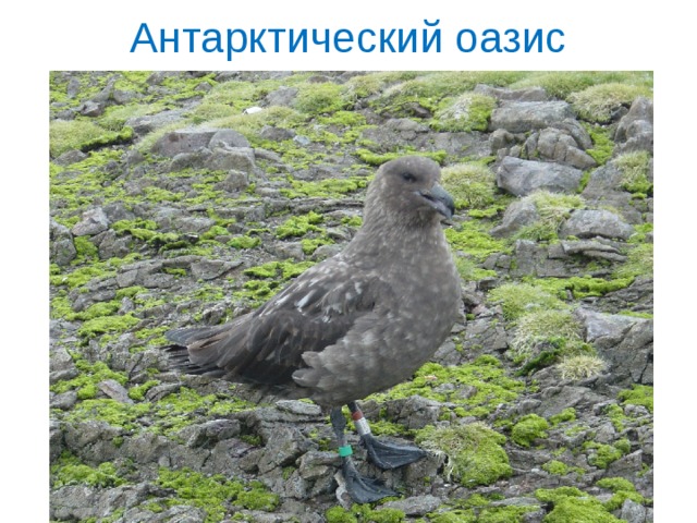 Антарктический оазис 
