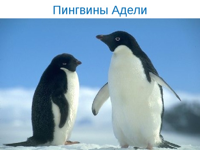 Пингвины Адели 