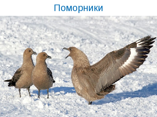 Поморники 