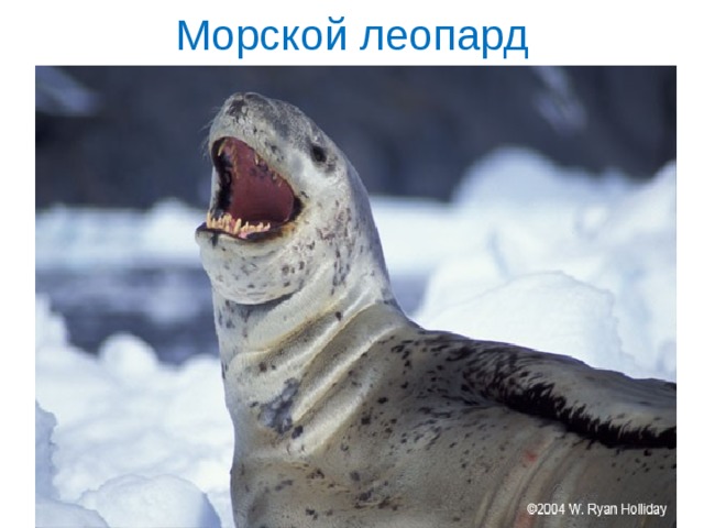 Морской леопард 