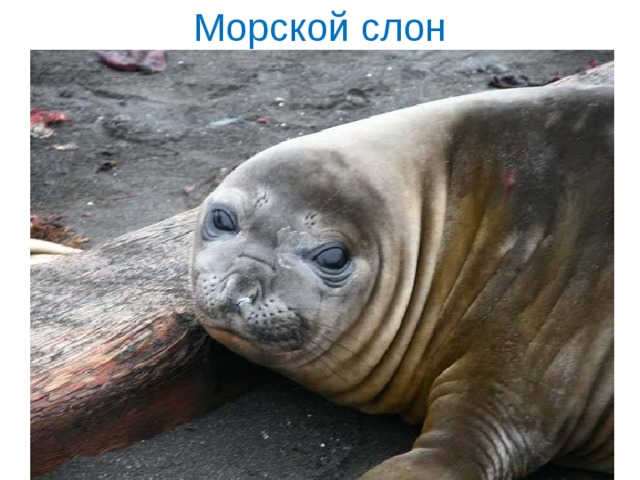 Морской слон 