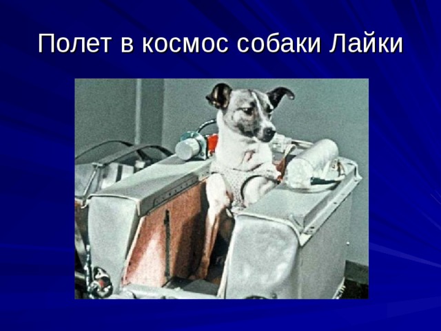 Полет в космос собаки Лайки 