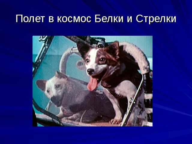 Полет в космос Белки и Стрелки 