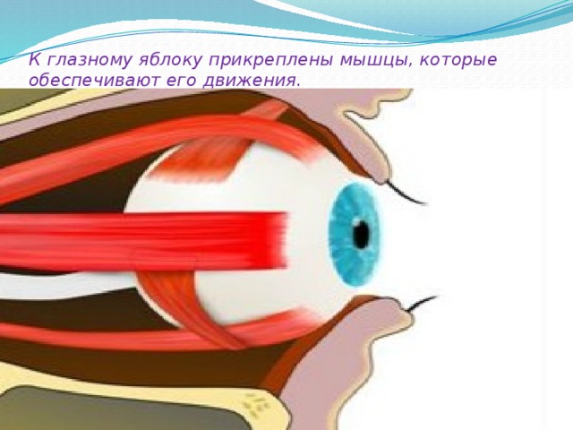 К  глазному яблоку прикреплены мышцы, которые обеспечивают его движения.   