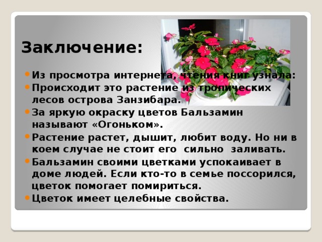 Заключение: Из просмотра интернета, чтения книг узнала: Происходит это растение из тропических лесов острова Занзибара. За яркую окраску цветов Бальзамин называют «Огоньком». Растение растет, дышит, любит воду. Но ни в коем случае не стоит его  сильно  заливать. Бальзамин своими цветками успокаивает в доме людей. Если кто-то в семье поссорился, цветок помогает помириться. Цветок имеет целебные свойства. 