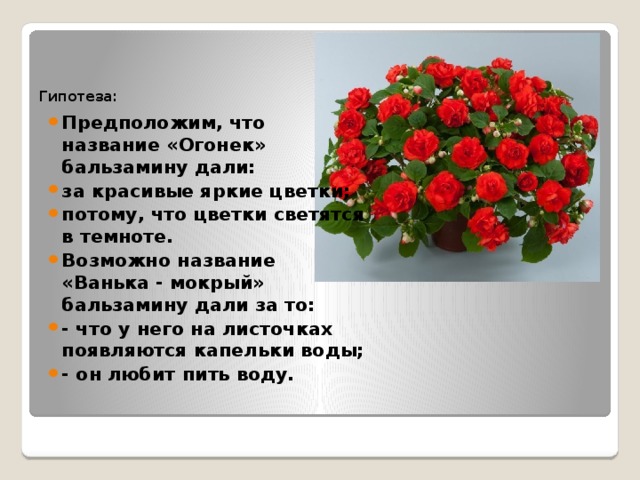 Гипотеза:   Предположим, что название «Огонек» бальзамину дали: за красивые яркие цветки; потому, что цветки светятся в темноте. Возможно название «Ванька - мокрый» бальзамину дали за то: - что у него на листочках появляются капельки воды; - он любит пить воду. 