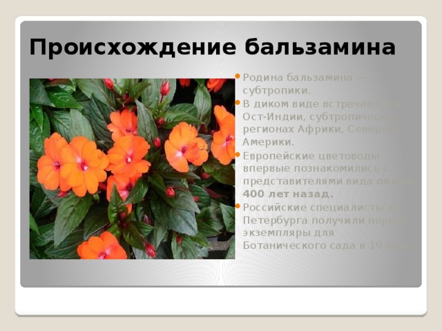 Происхождение бальзамина Родина бальзамина — субтропики. В диком виде встречается в Ост-Индии, субтропических регионах Африки, Северной Америки. Европейские цветоводы впервые познакомились с представителями вида около 400 лет назад.  Российские специалисты из Петербурга получили первые экземпляры для Ботанического сада в 19 веке. 
