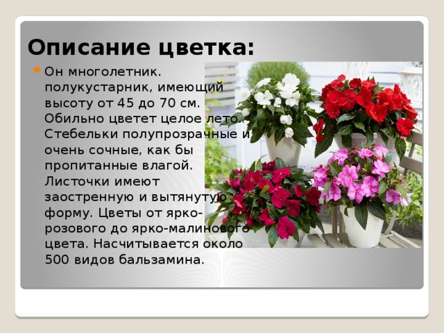 Описание цветка: Он многолетник. полукустарник, имеющий высоту от 45 до 70 см. Обильно цветет целое лето. Стебельки полупрозрачные и очень сочные, как бы пропитанные влагой. Листочки имеют заостренную и вытянутую форму. Цветы от ярко-розового до ярко-малинового цвета. Насчитывается около 500 видов бальзамина. 