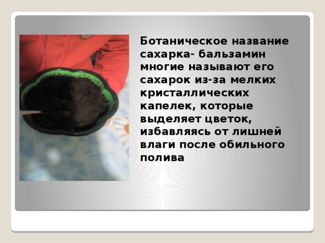 Ботаническое название сахарка- бальзамин  многие называют его сахарок из-за мелких кристаллических капелек, которые выделяет цветок, избавляясь от лишней влаги после обильного полива 