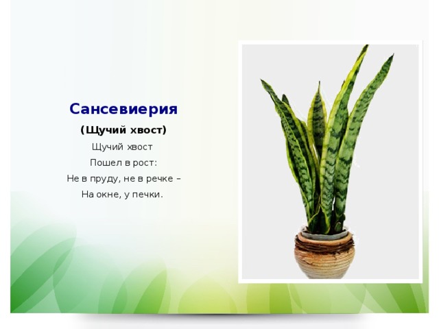    Сансевиерия  (Щучий хвост)  Щучий хвост  Пошел в рост:  Не в пруду, не в речке –  На окне, у печки.     