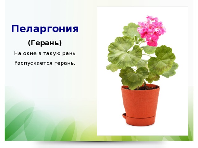 Пеларгония  (Герань)  На окне в такую рань  Распускается герань. 