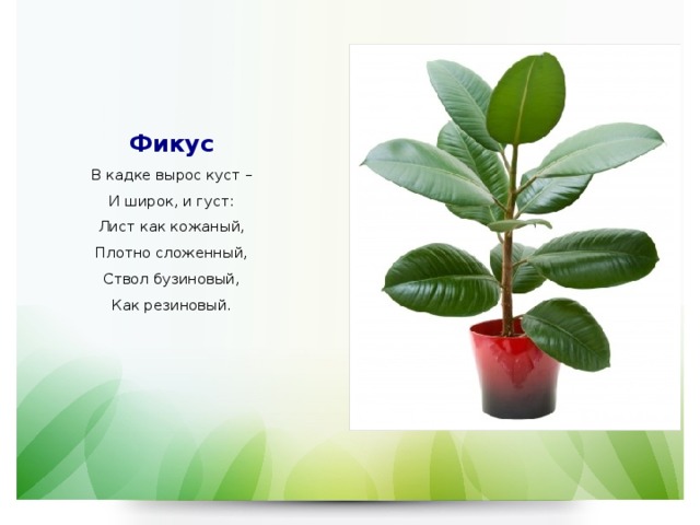   Фикус  В кадке вырос куст –  И широк, и густ:  Лист как кожаный,  Плотно сложенный,  Ствол бузиновый,  Как резиновый.      