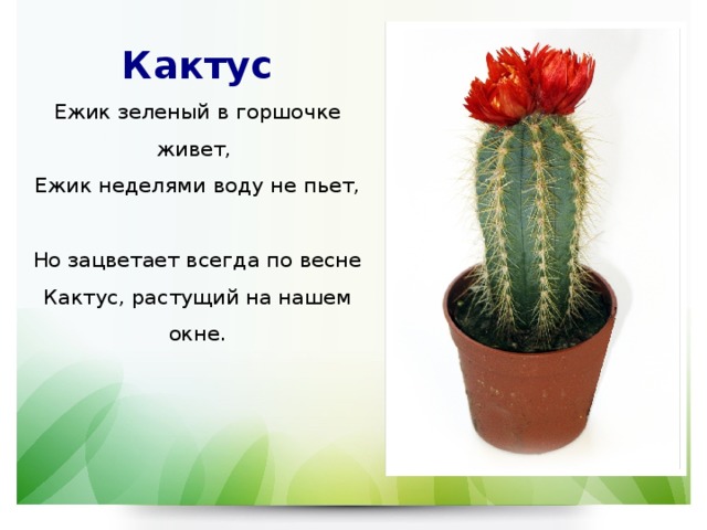 Кактус  Ежик зеленый в горшочке живет,  Ежик неделями воду не пьет,  Но зацветает всегда по весне  Кактус, растущий на нашем окне. 
