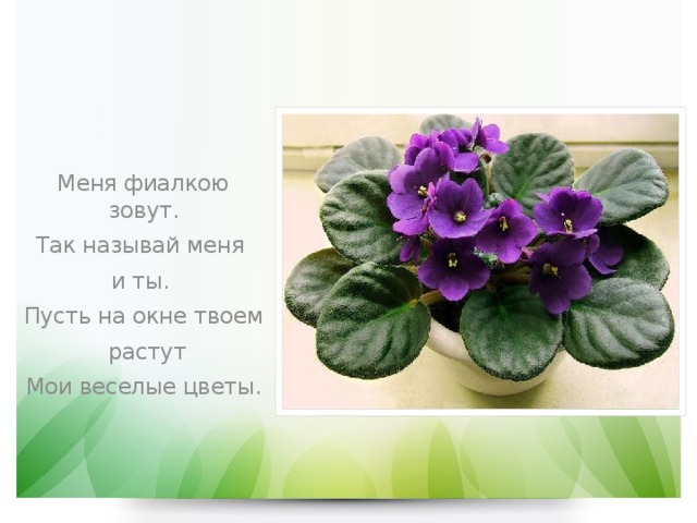                     Сенполия   ( Фиалка)    Меня фиалкою зовут. Так называй меня и ты. Пусть на окне твоем  растут Мои веселые цветы. 