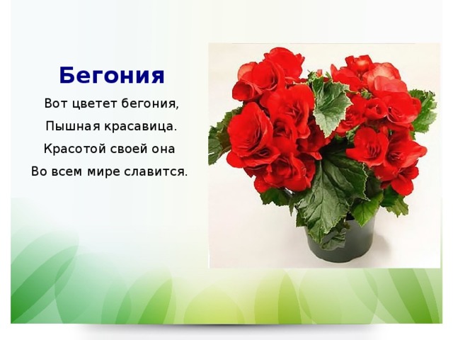  Бегония  Вот цветет бегония, Пышная красавица. Красотой своей она  Во всем мире славится.     