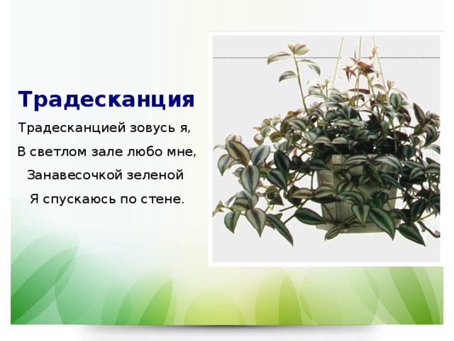 Традесканция  Традесканцией зовусь я,  В светлом зале любо мне,  Занавесочкой зеленой  Я спускаюсь по стене . 