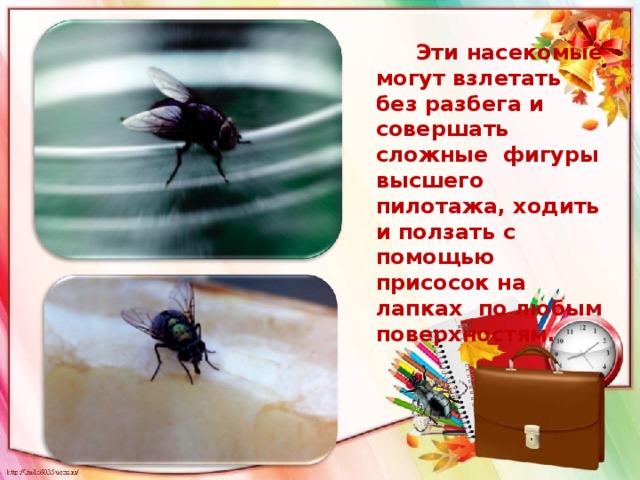    Эти насекомые могут взлетать без разбега и совершать сложные фигуры высшего пилотажа, ходить и ползать с помощью присосок на лапках по любым поверхностям. 