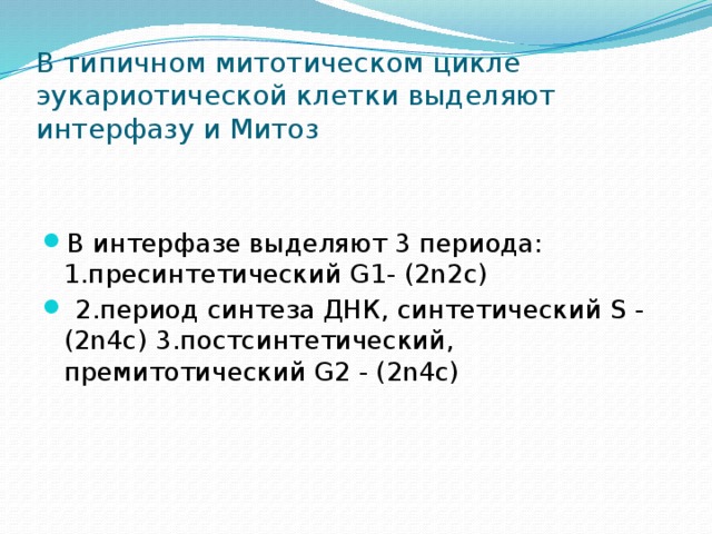 В типичном митотическом цикле эукариотической клетки выделяют интерфазу и Митоз В интерфазе выделяют 3 периода: 1.пресинтетический G1- (2n2c)  2.период синтеза ДНК, синтетический S - (2n4c) 3.постсинтетический, премитотический G2 - (2n4c) 