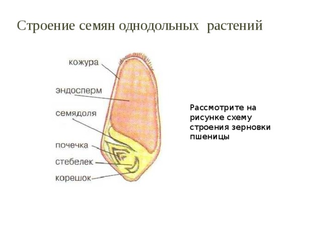 Рассмотрите на рисунке схему строения зерновки пшеницы Строение семян однодольных растений 