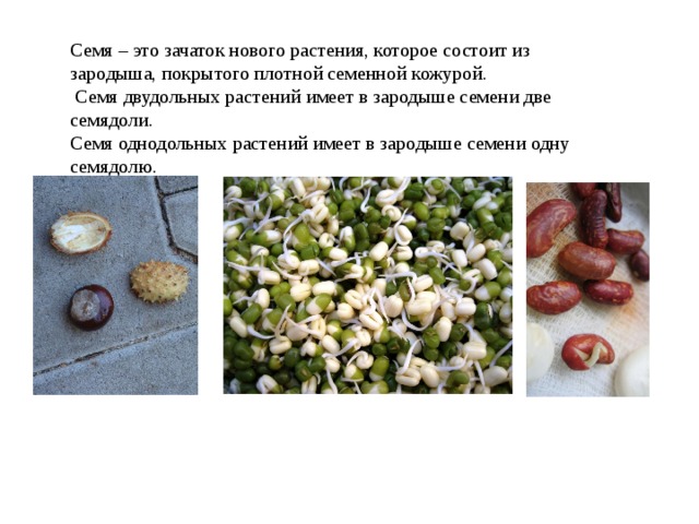 Семя – это зачаток нового растения, которое состоит из зародыша, покрытого плотной семенной кожурой.  Семя двудольных растений имеет в зародыше семени две семядоли. Семя однодольных растений имеет в зародыше семени одну семядолю. 