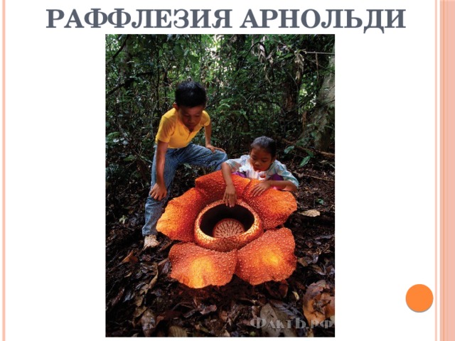 Раффлезия Арнольди 