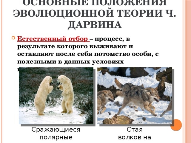 Основные положения эволюционной теории Ч. Дарвина Естественный отбор – процесс, в результате которого выживают и оставляют после себя потомство особи, с полезными в данных условиях признаками. Сражающиеся полярные медведи Стая волков на охоте 