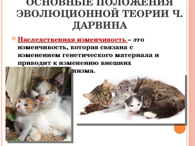Основные положения эволюционной теории Ч. Дарвина Наследственная изменчивость – это изменчивость, которая связана с изменением генетического материала и приводит к изменению внешних признаков организма. 