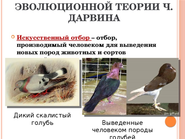 Основные положения эволюционной теории Ч. Дарвина Искусственный отбор – отбор, производимый человеком для выведения новых пород животных и сортов растений. Дикий скалистый голубь Gyyr jim gifford Выведенные человеком породы голубей 
