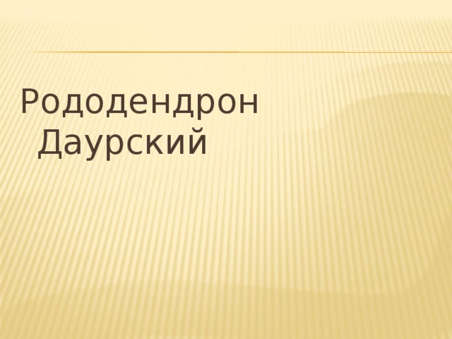 Рододендрон Даурский 