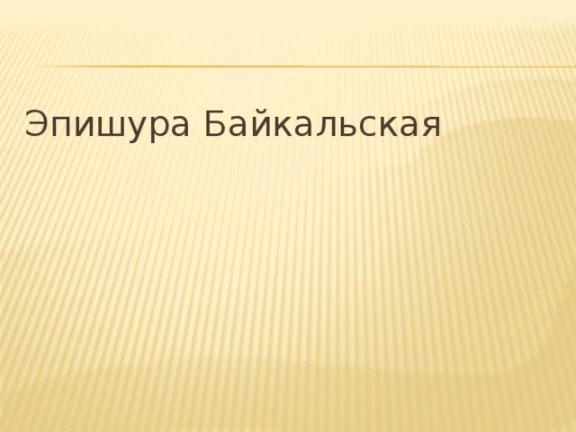 Эпишура Байкальская 
