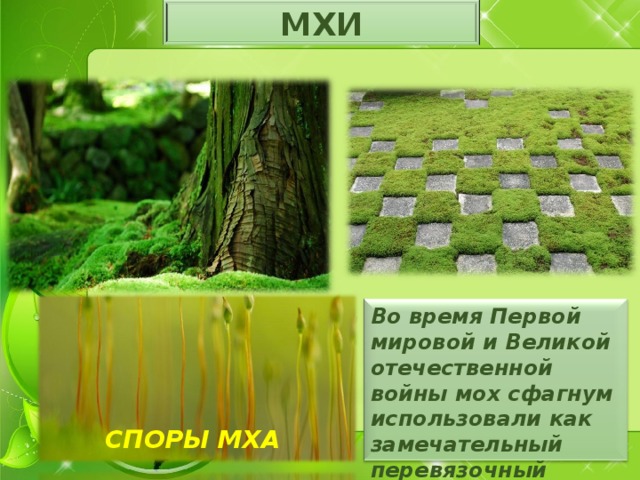 МХИ Во время Первой мировой и Великой отечественной войны мох сфагнум использовали как замечательный перевязочный материал. СПОРЫ МХА 