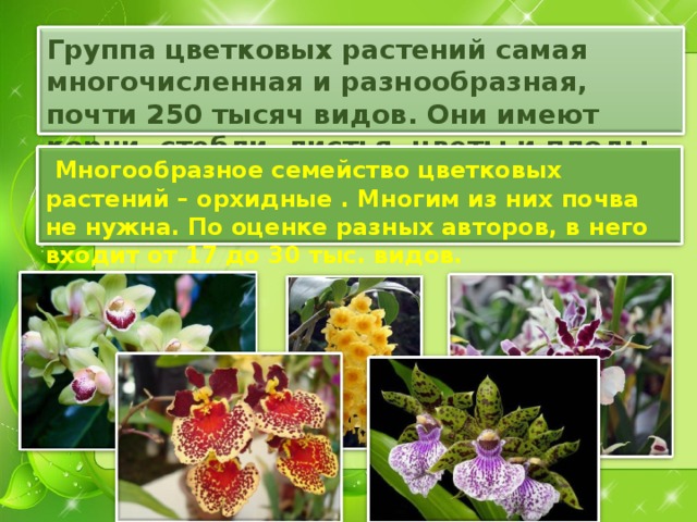 Группа цветковых растений самая многочисленная и разнообразная, почти 250 тысяч видов. Они имеют корни, стебли, листья, цветы и плоды.  Многообразное семейство цветковых растений – орхидные . Многим из них почва не нужна. По оценке разных авторов, в него входит от 17 до 30 тыс. видов. 