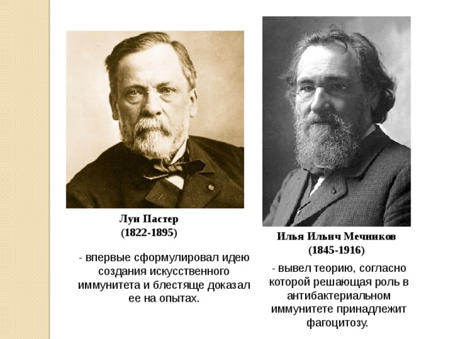 Луи Пастер (1822-1895) Илья Ильич Мечников (1845-1916) - впервые сформулировал идею создания искусственного иммунитета и блестяще доказал ее на опытах. - вывел теорию, согласно которой решающая роль в антибактериальном иммунитете принадлежит фагоцитозу. 