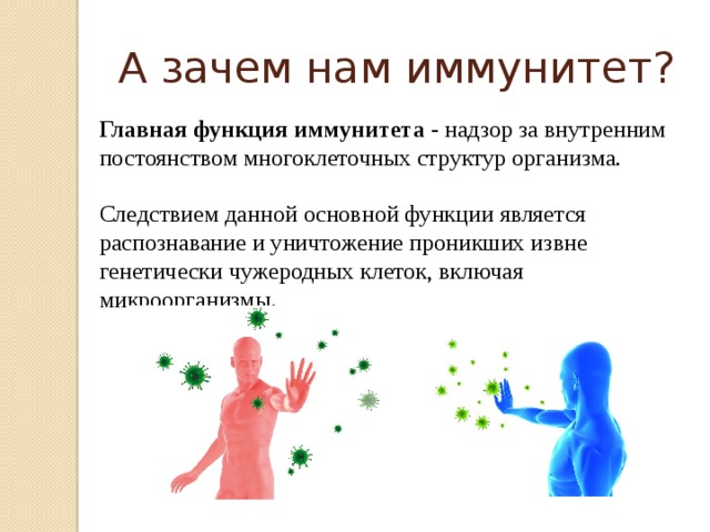 А зачем нам иммунитет? Главная функция иммунитета - надзор за внутренним постоянством многоклеточных структур организма. Следствием данной основной функции является распознавание и уничтожение проникших извне генетически чужеродных клеток, включая микроорганизмы. 