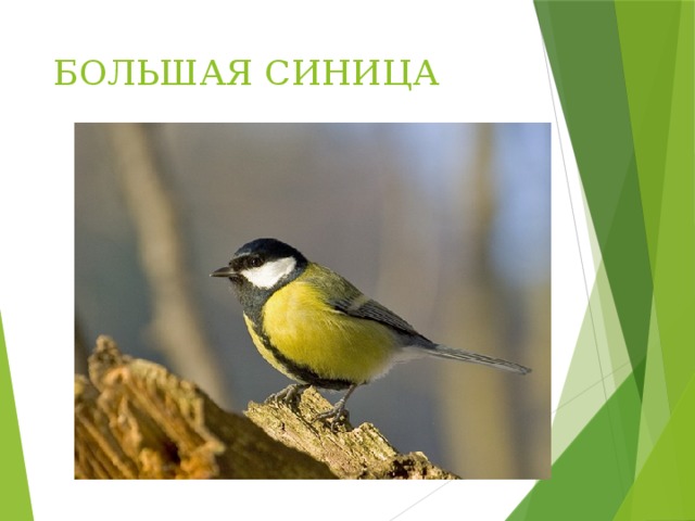 БОЛЬШАЯ СИНИЦА 