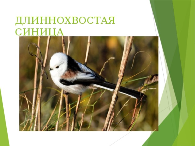 ДЛИННОХВОСТАЯ СИНИЦА 