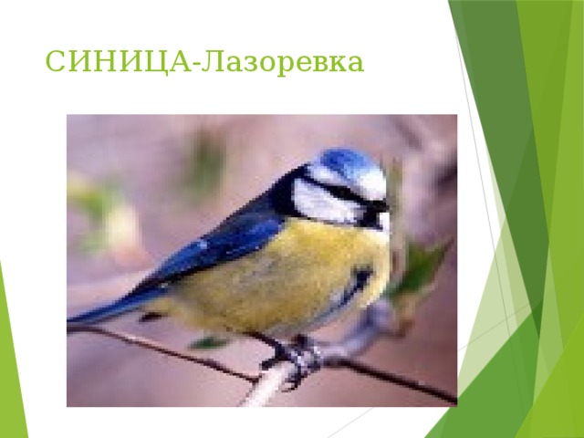 СИНИЦА-Лазоревка 