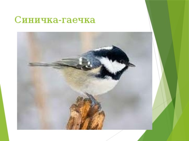 Синичка-гаечка 