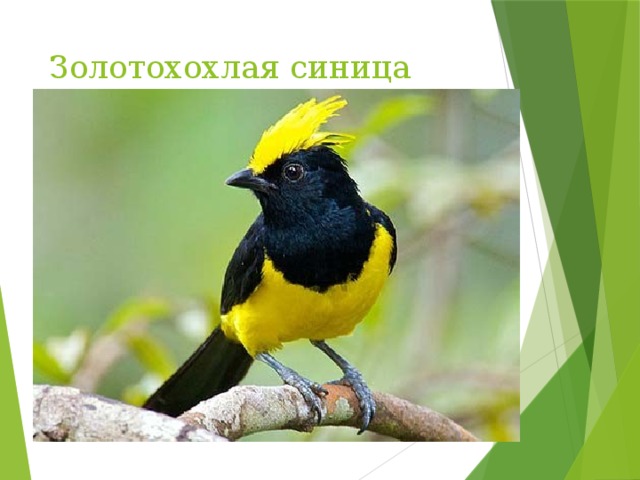 Золотохохлая синица 