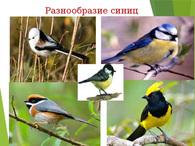  Разнообразие синиц 