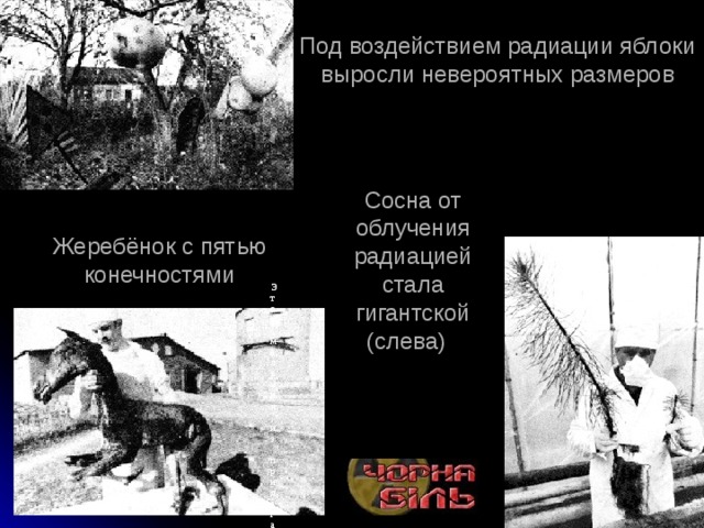 Сосна от облучения радиацией стала гигантской (слева) Сосна от облучения радиацией стала гигантской (слева)                                                                                     Этот мальчик, из прилегающей к Чернобылю деревни, сам излучает радиацию Этот мальчик, из прилегающей к Чернобылю деревни, сам излучает радиацию Под воздействием радиации яблоки выросли невероятных размеров Сосна от облучения радиацией стала гигантской (слева)   Жеребёнок с пятью конечностями 