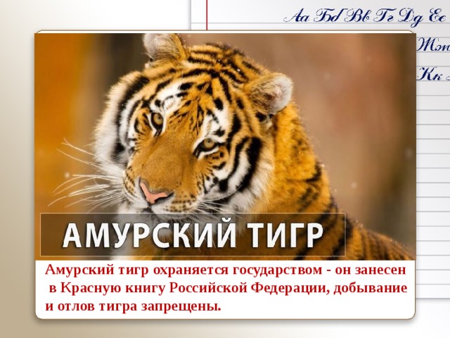Амурский тигр охраняется государством - он занесен  в Красную книгу Российской Федерации, добывание и отлов тигра запрещены. 