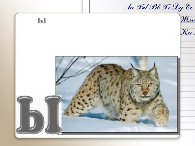  Р ы сь - крупная кошка. Обитает в лесах Челябинской области. 