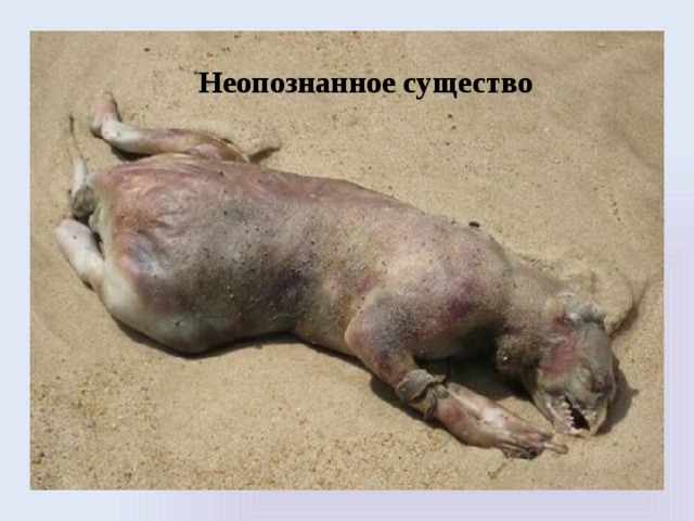 Неопознанное существо 
