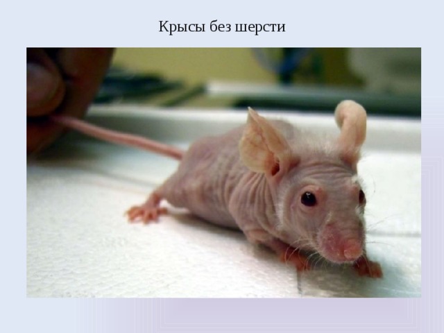 Крысы без шерсти 