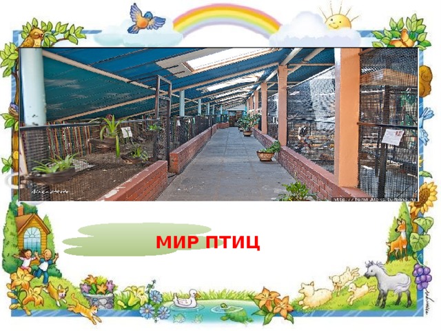 МИР ПТИЦ 