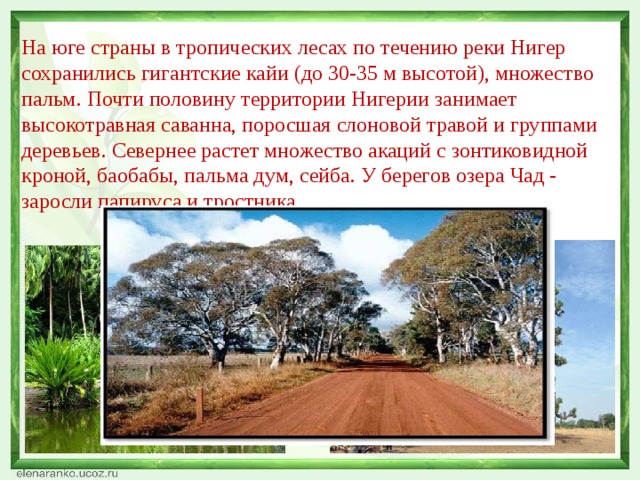На юге страны в тропических лесах по течению реки Нигер сохранились гигантские кайи (до 30-35 м высотой), множество пальм. Почти половину территории Нигерии занимает высокотравная саванна, поросшая слоновой травой и группами деревьев. Севернее растет множество акаций с зонтиковидной кроной, баобабы, пальма дум, сейба. У берегов озера Чад - заросли папируса и тростника. 