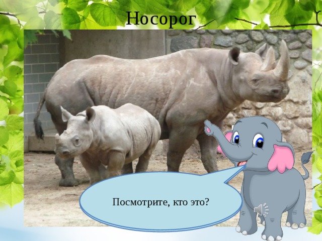 Носорог Посмотрите, кто это? Он относится к семейству непарнокопытные 