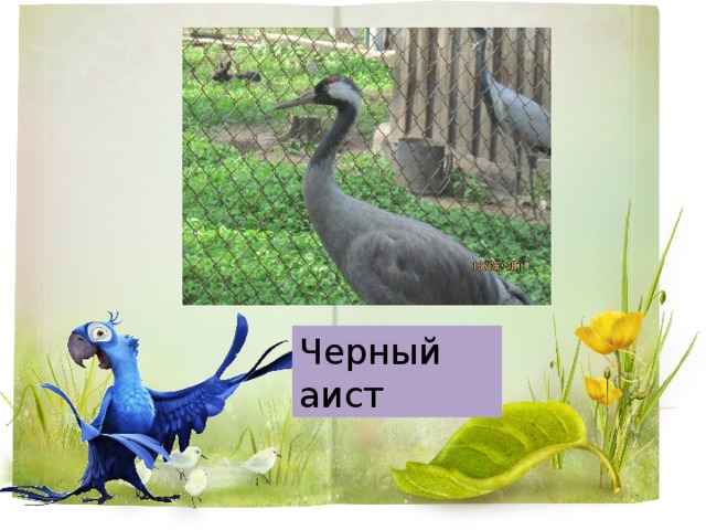 Черный аист 